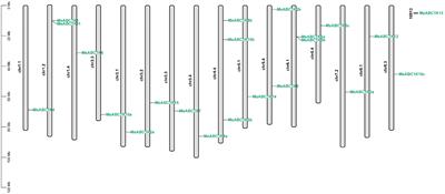 Genome-wide identification and analysis of expression patterns of the ABC1K gene family members in Medicago sativa